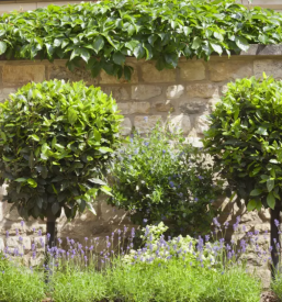 Ugodna gradnja kamnitih škarp Ljubljana, Osrednja Slovenija