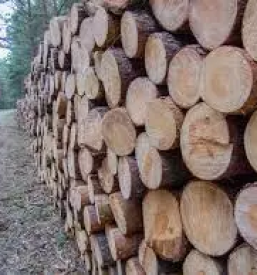 Ugodna prodaja drv savinjska