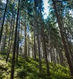 Ugodna prodaja drv savinjska