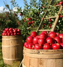Ugodna prodaja jabolk goriska