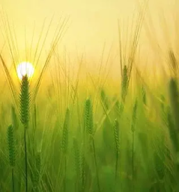 Nakup pšenice Slovenija