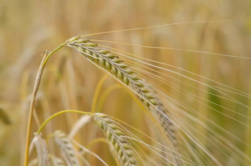 Ugodna prodaja pšenice Slovenija