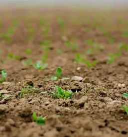 Trgovina s sladkorno peso