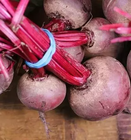 Kvalitetna prodaja sladkorne pese Slovenija