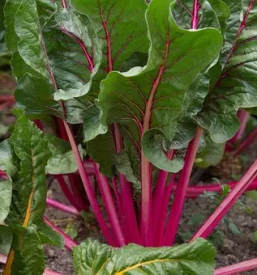 Poceni prodaja sladkorne pese Slovenija