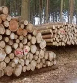 Ugodna secnja in spravilo lesa dolenjska