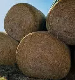 Ugodna setev zetev gorenjska