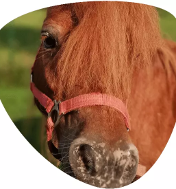 Ugodna sola jahanja ljubljana radomlje