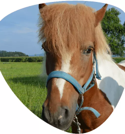 Ugodna sola jahanja ljubljana radomlje