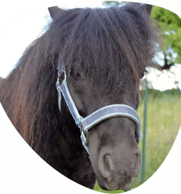 Ugodna sola jahanja ljubljana radomlje