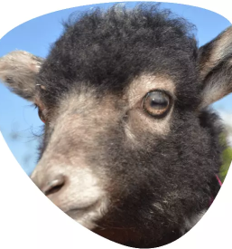 Ugodna sola jahanja ljubljana radomlje