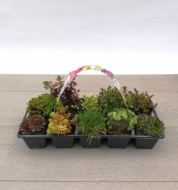 Ugodne sadike cerknica