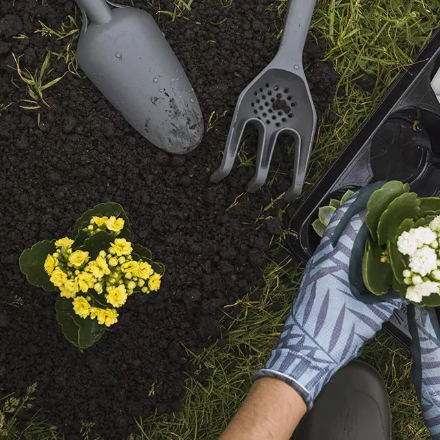 Za nakup ugodnih sadik v Cerknici poskrbimo mi!