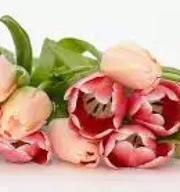 Ugodni porocni aranzmaji ljubljana