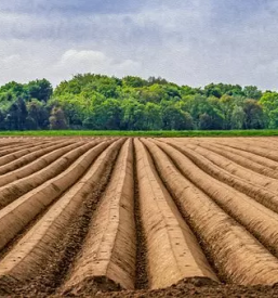 Ugodni sparglji lendava pomurska