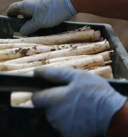 Ugodni sparglji lendava pomurska