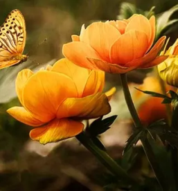 Ugodno obrezovanje dreves in zive meje ljubljana okolica