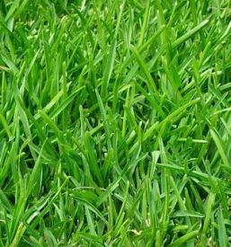 Ugodno obrezovanje dreves in zive meje ljubljana okolica