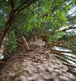 Ugodno spravilo lesa slovenija