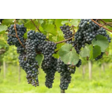 Trsničarstvo, Klemen Vršič s.p.