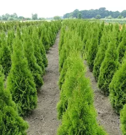 Ugodno urejanje okolice stajerska