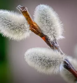 Ugotavljanje alergij ljubljana