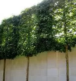 Ureditev žive meje Kranj