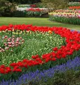 Ugodna ureditev žive meje Kranj