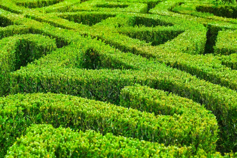 Ureditev žive meje Kranj