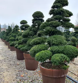 Urejanje okolice celje