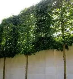 Urejanje okolice Primorska