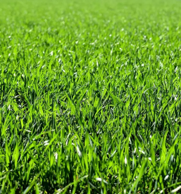 Urejanje okolice savinjska