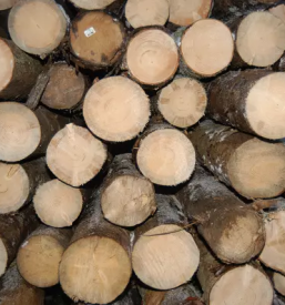 Veleprodaja lesa slovenija
