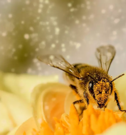 Vendita di colonie delle api nella regione del goriziano