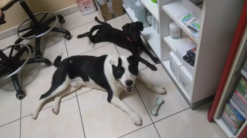Veterinar Črnomelj