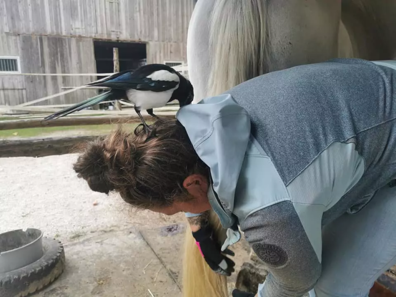 Nudimo veterinarsko pomoč za konje iz vse Ljubljane in okolice