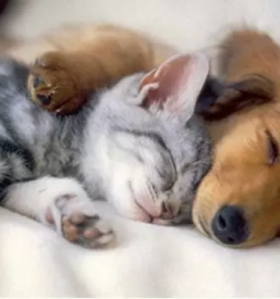 Veterinarska ambualnta rogaska slatina