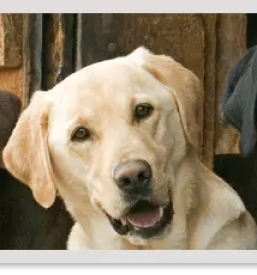 Veterinarska ambulanta dravograd koroska