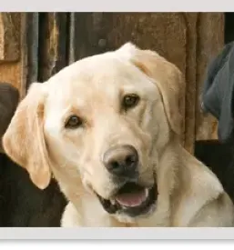 Veterinarska ambulanta dravograd koroska