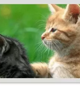 Veterinarska ambulanta dravograd koroska