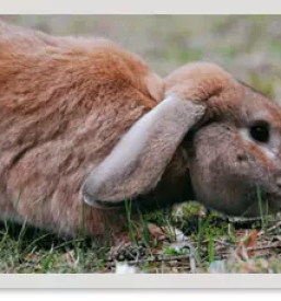 Veterinarska ambulanta dravograd koroska