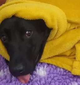 Veterinarska ambulanta kamnik