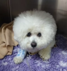 Veterinarska ambulanta kamnik