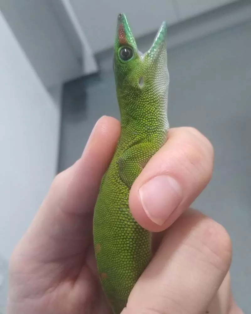 Veterinarska ambulanta Kamnik