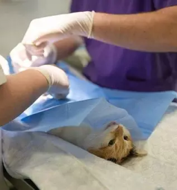 Veterinarska ambulanta Ljutomer