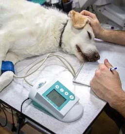 Veterinarska ambulanta v Ljutomeru