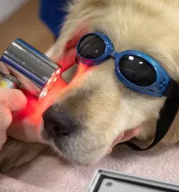 Veterinarska ambulanta za male živali Ljutomer