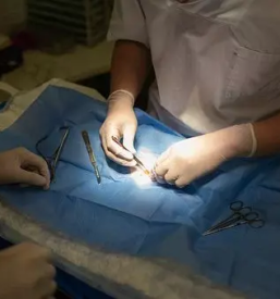 Veterinarska ambulanta za hišne ljubljenčke Ljutomer