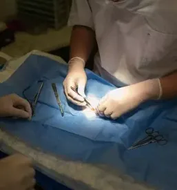 Veterinarska ambulanta za hišne ljubljenčke Ljutomer