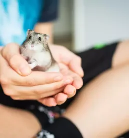 Veterinarska ambulanta ormoz